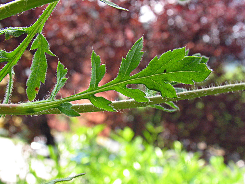 Papaver rhoeas / Papavero comune